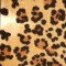 Out of Africa Jaguar. Glen Eden. Carpet