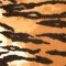 Out of Africa Tigre. Glen Eden. Carpet