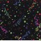 Celebration. Joy Carpets. Carpet